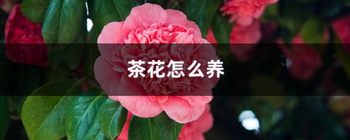 茶花怎么养