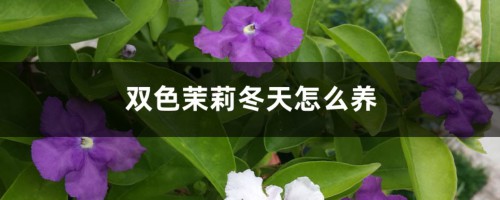 双色茉莉冬天怎么养