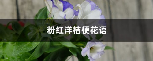 粉红洋桔梗花语