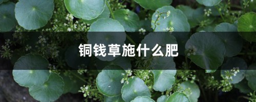 铜钱草施什么肥，怎么用啤酒浇铜钱草