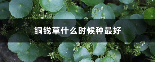 铜钱草什么时候种最好，铜钱草咋种