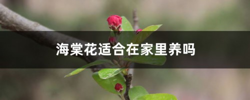 海棠花适合在家里养吗