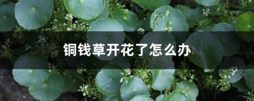 铜钱草开花了怎么办