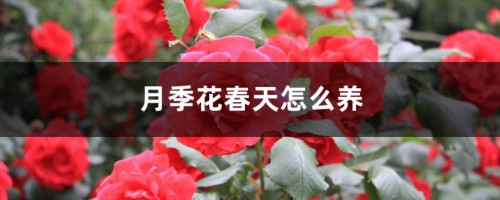 月季花春天怎么养