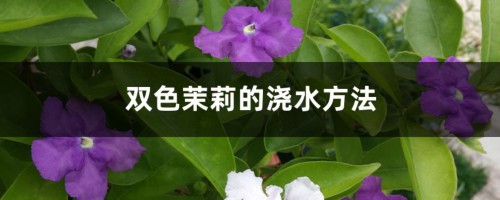 双色茉莉的浇水方法